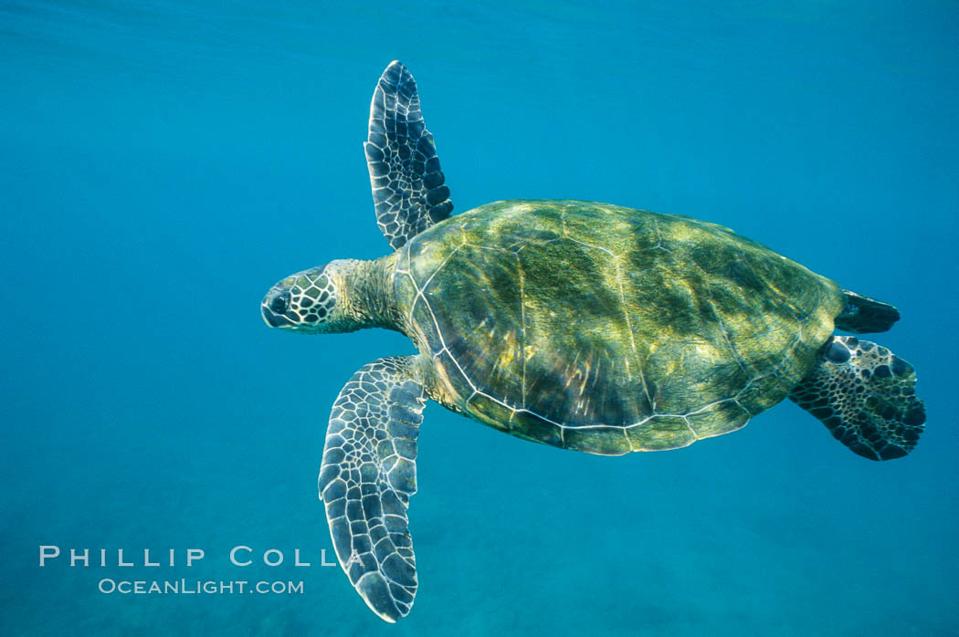 Green sea turtle. Maui, Hawaii, USA, Chelonia mydas, natural history stock photograph, photo id 05680