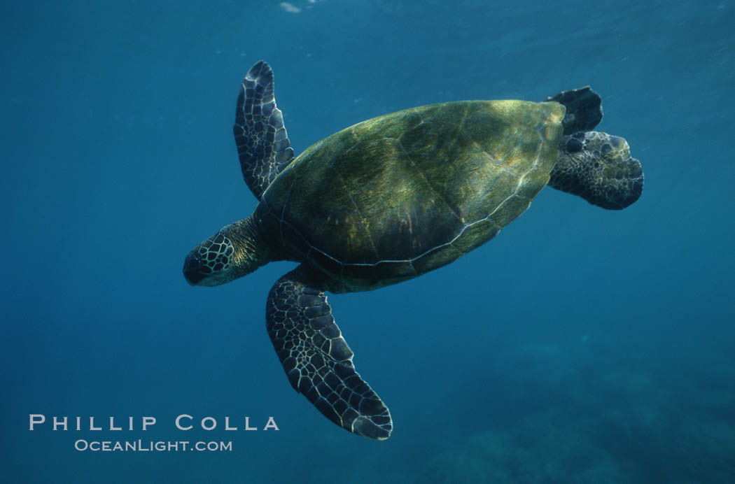 Green sea turtle. Maui, Hawaii, USA, Chelonia mydas, natural history stock photograph, photo id 05684