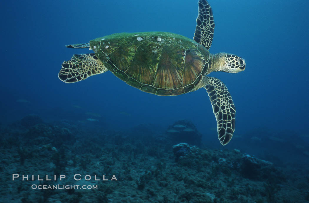 Green sea turtle. Maui, Hawaii, USA, Chelonia mydas, natural history stock photograph, photo id 05696