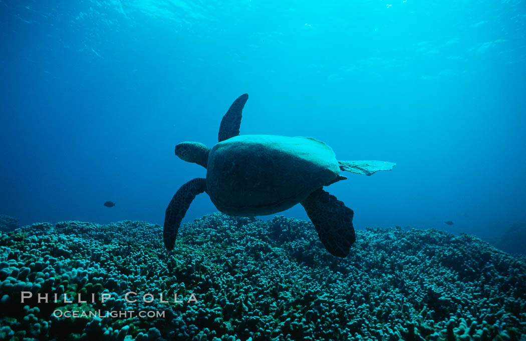 Green sea turtle. Maui, Hawaii, USA, Chelonia mydas, natural history stock photograph, photo id 00315