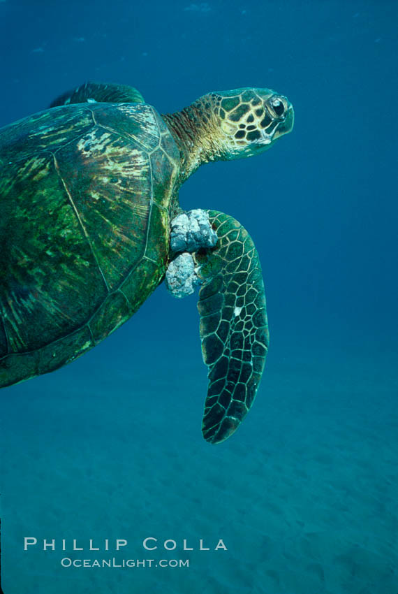 Green sea turtle exhibiting fibropapilloma tumors, West Maui. Hawaii, USA, Chelonia mydas, natural history stock photograph, photo id 02835