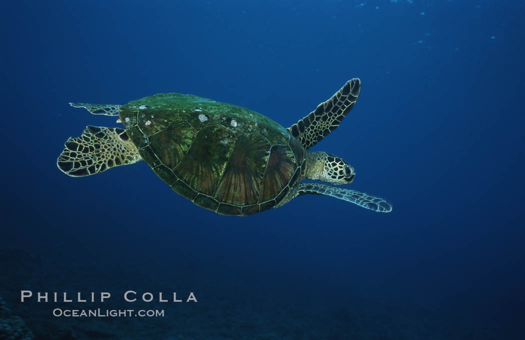 Green sea turtle, West Maui. Hawaii, USA, Chelonia mydas, natural history stock photograph, photo id 02911