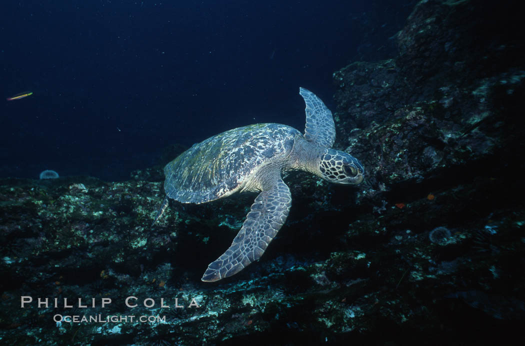 Green sea turtle. Galapagos Islands, Ecuador, Chelonia mydas, natural history stock photograph, photo id 05679
