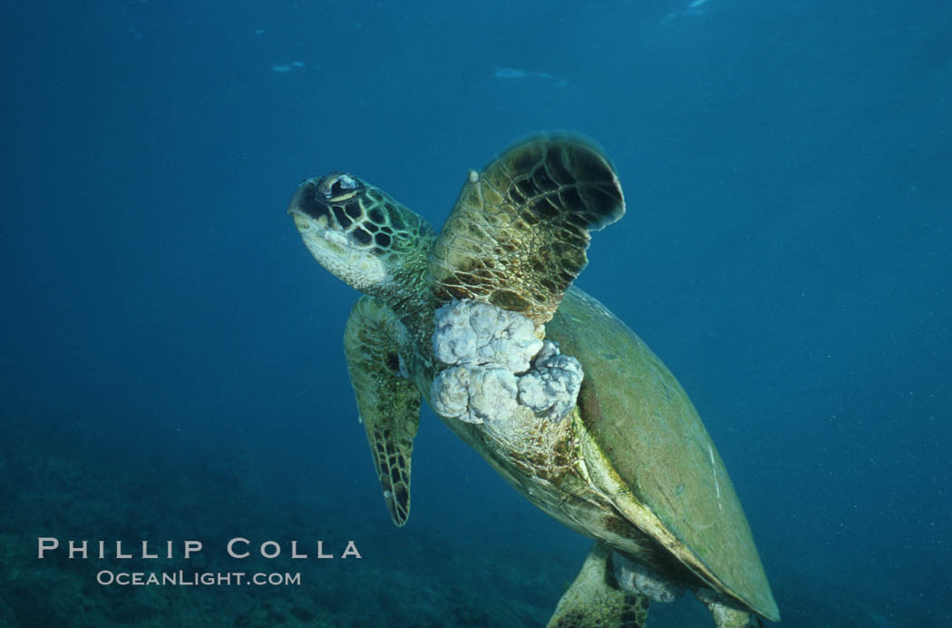 Green sea turtle exhibiting fibropapilloma tumors, West Maui. Hawaii, USA, Chelonia mydas, natural history stock photograph, photo id 05687