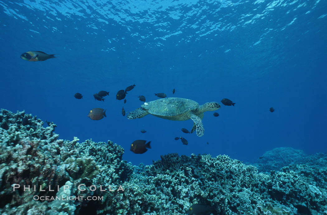 Green sea turtle being cleaned by reef fish. Maui, Hawaii, USA, Chelonia mydas, natural history stock photograph, photo id 05699