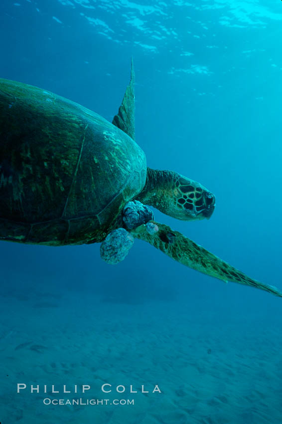 Green sea turtle exhibiting fibropapilloma tumors, West Maui. Hawaii, USA, Chelonia mydas, natural history stock photograph, photo id 02841