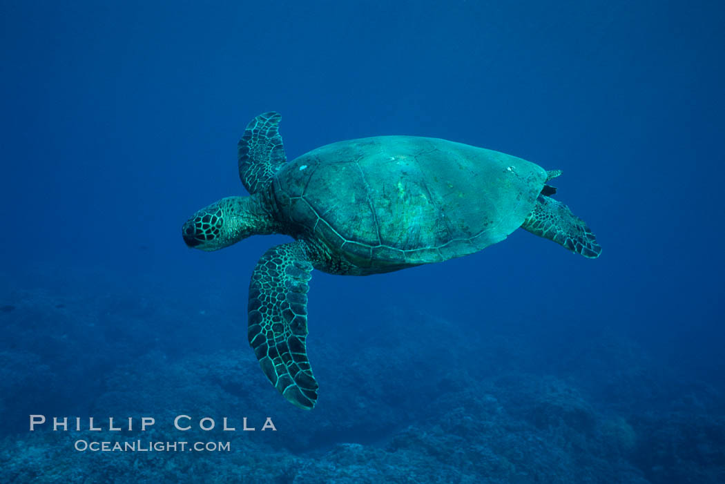 Green sea turtle, West Maui. Hawaii, USA, Chelonia mydas, natural history stock photograph, photo id 02845