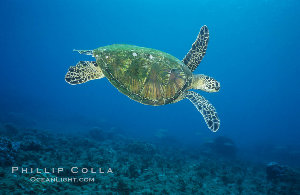 Green sea turtle, West Maui. Hawaii, USA, Chelonia mydas, natural history stock photograph, photo id 02909