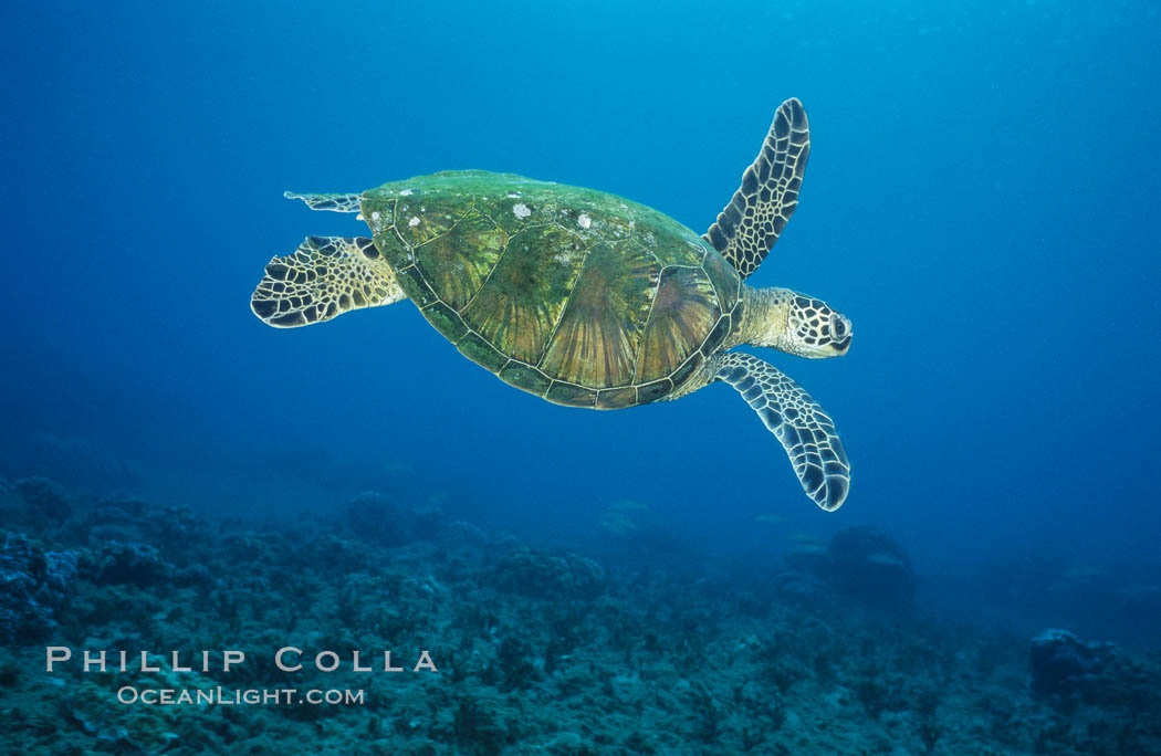 Green sea turtle, West Maui, Chelonia mydas