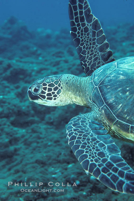 Green sea turtle. Maui, Hawaii, USA, Chelonia mydas, natural history stock photograph, photo id 05677