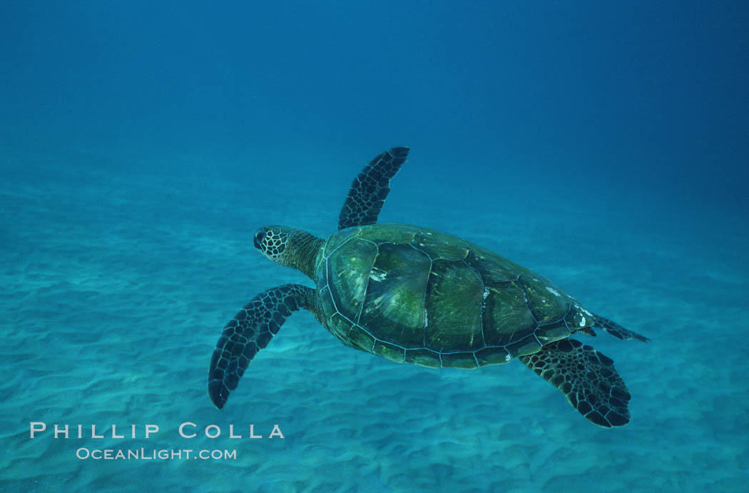 Green sea turtle. Maui, Hawaii, USA, Chelonia mydas, natural history stock photograph, photo id 05689