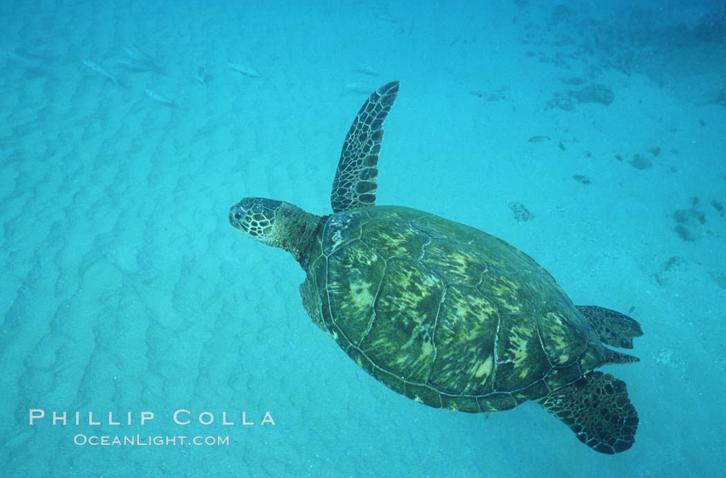 Green sea turtle missing flipper (shark injury?). Maui, Hawaii, USA, Chelonia mydas, natural history stock photograph, photo id 05697