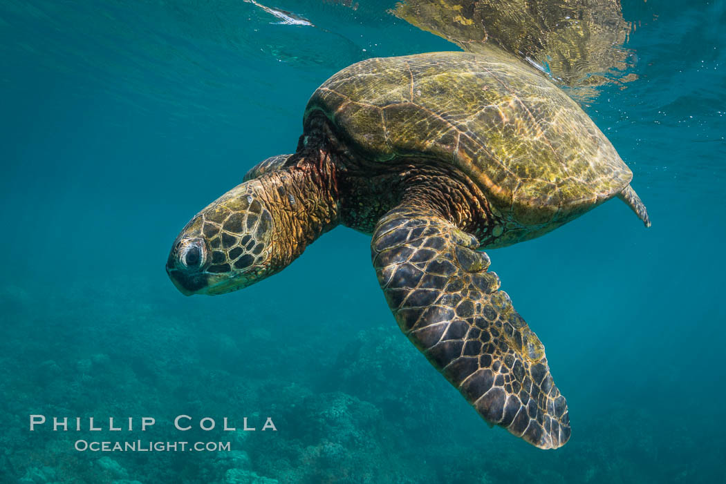 Green sea turtle Chelonia mydas, West Maui, Hawaii. USA, Chelonia mydas, natural history stock photograph, photo id 34514