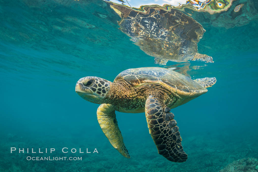 Green sea turtle Chelonia mydas, West Maui, Hawaii. USA, Chelonia mydas, natural history stock photograph, photo id 34511