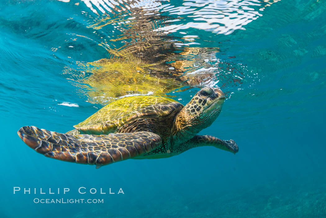 Green sea turtle Chelonia mydas, West Maui, Hawaii. USA, Chelonia mydas, natural history stock photograph, photo id 34509