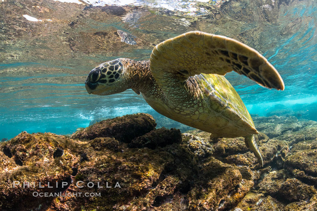 Green sea turtle foraging for algae on coral reef, Chelonia mydas, West Maui, Hawaii. USA, Chelonia mydas, natural history stock photograph, photo id 34510