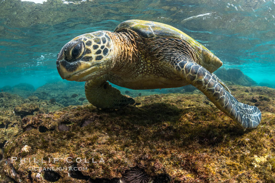 Green sea turtle foraging for algae on coral reef, Chelonia mydas, West Maui, Hawaii, Chelonia mydas