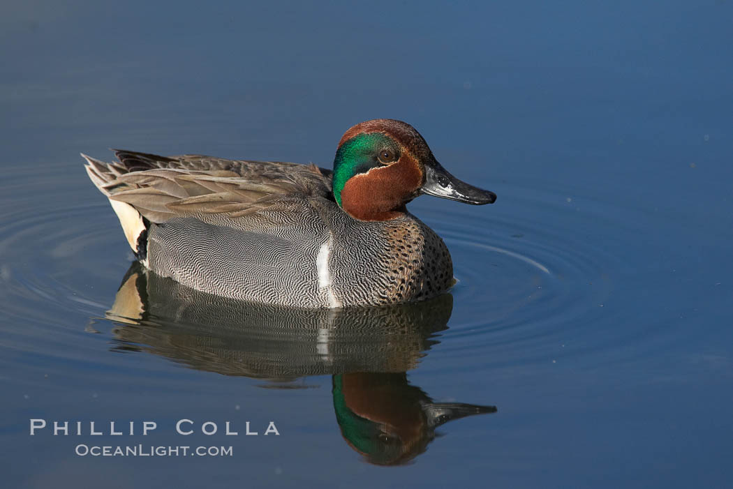 Green-winged teal, male. Upper Newport Bay Ecological Reserve, Newport Beach, California, USA, Anas crecca, natural history stock photograph, photo id 15702