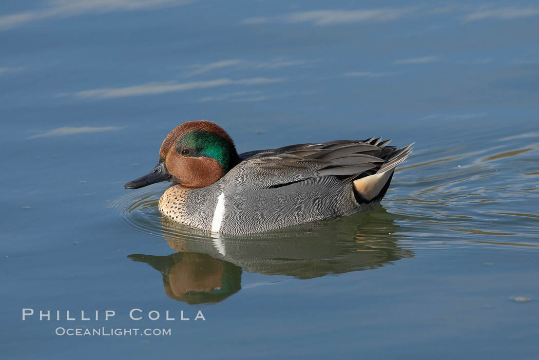Green-winged teal, male. Upper Newport Bay Ecological Reserve, Newport Beach, California, USA, Anas crecca, natural history stock photograph, photo id 15708