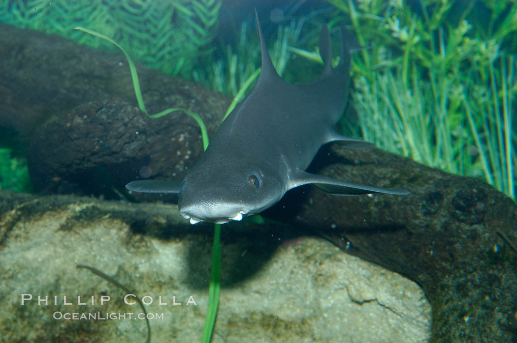 The grey smooth-hound shark is often found in bay, estuaries and rocky shorelines, from the Gulf of California to northern California., Mustelus californicus, natural history stock photograph, photo id 10285