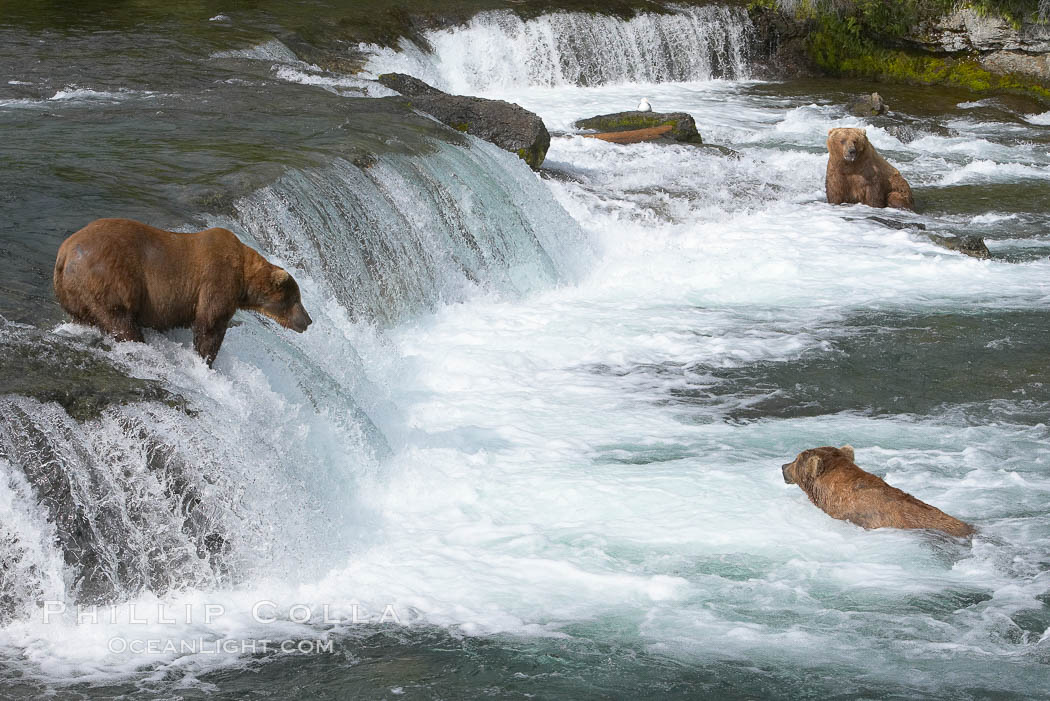 Brown bear (grizzly bear). Brooks River, Katmai National Park, Alaska, USA, Ursus arctos, natural history stock photograph, photo id 17302
