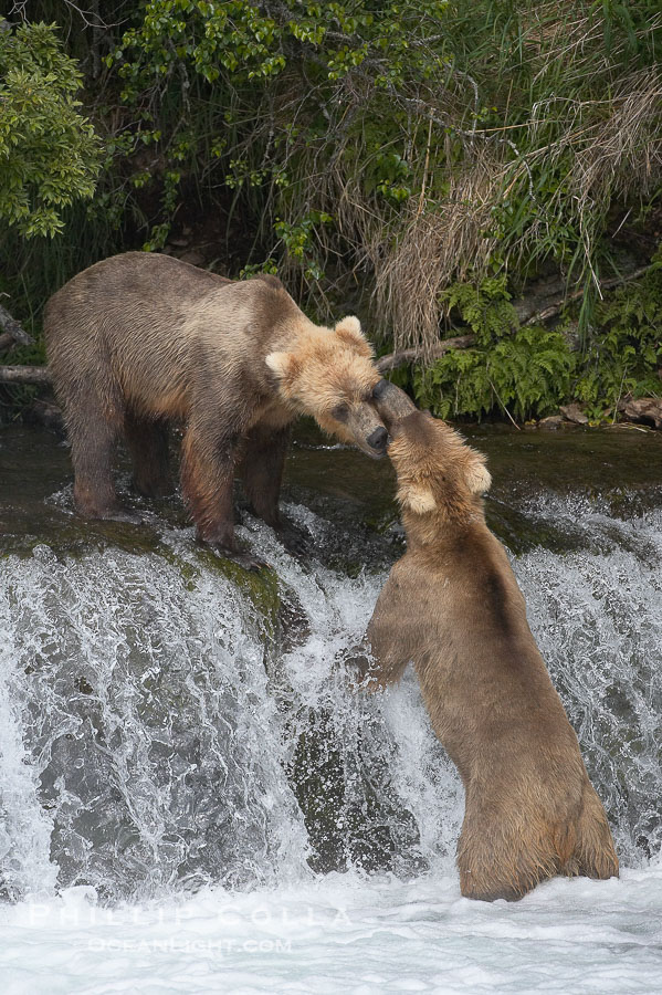 Brown bear (grizzly bear)., Ursus arctos, natural history stock photograph, photo id 17300