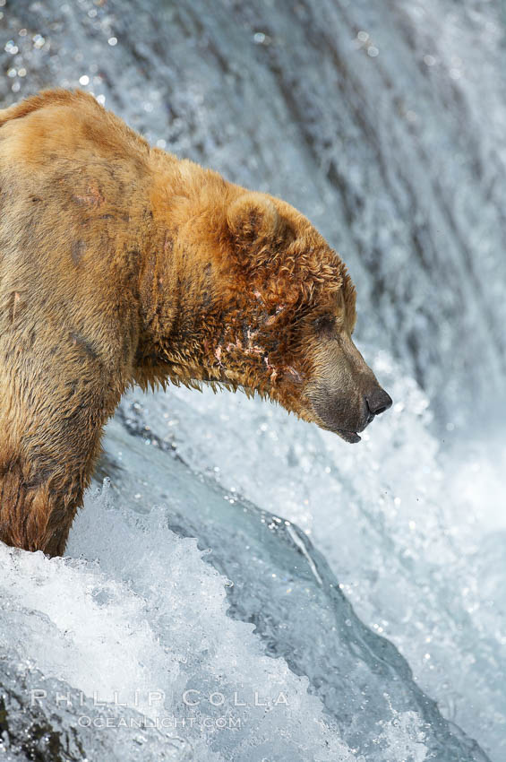 Brown bear (grizzly bear). Brooks River, Katmai National Park, Alaska, USA, Ursus arctos, natural history stock photograph, photo id 17283