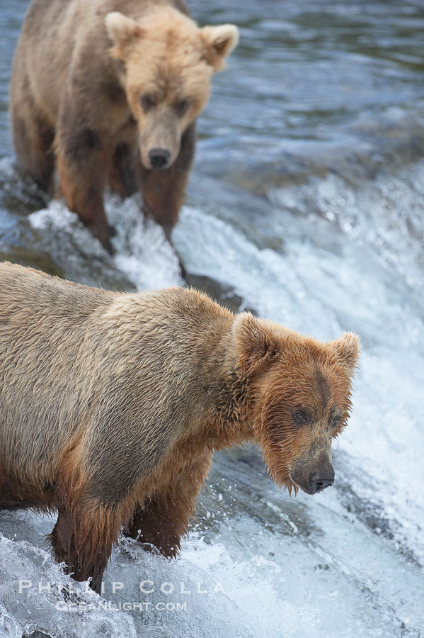 Brown bear (grizzly bear)., Ursus arctos, natural history stock photograph, photo id 17303