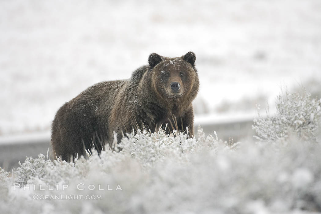 Grizzly bear in snow. Lamar Valley, Yellowstone National Park, Wyoming, USA, Ursus arctos horribilis, natural history stock photograph, photo id 19622