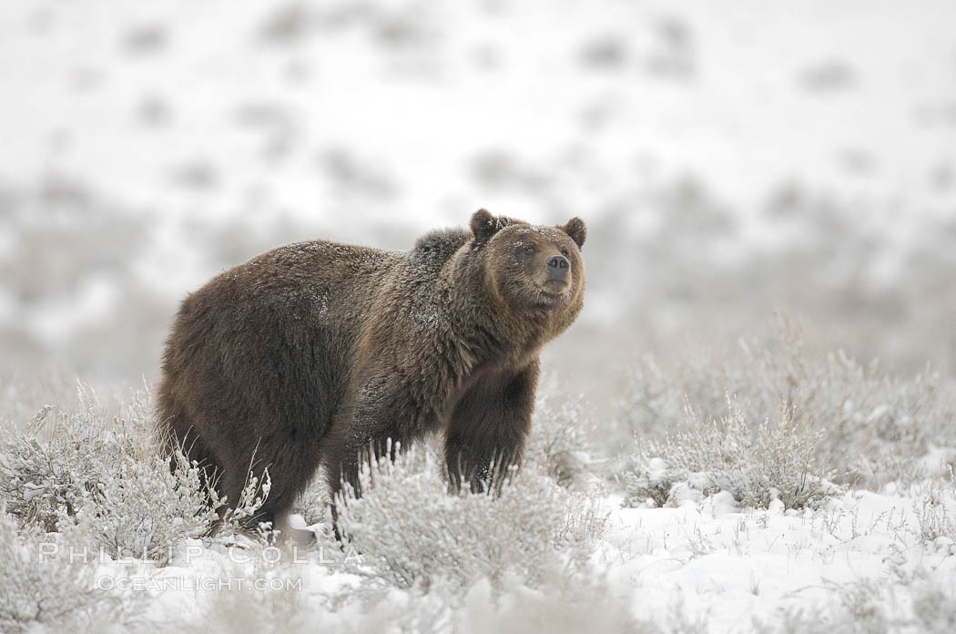 Grizzly bear in snow, Ursus arctos horribilis, Lamar Valley, Yellowstone National Park, Wyoming