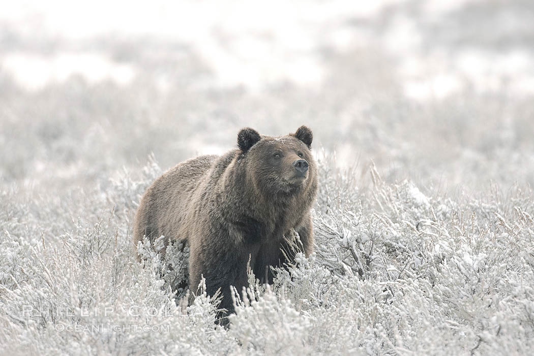Grizzly bear in snow. Lamar Valley, Yellowstone National Park, Wyoming, USA, Ursus arctos horribilis, natural history stock photograph, photo id 19619