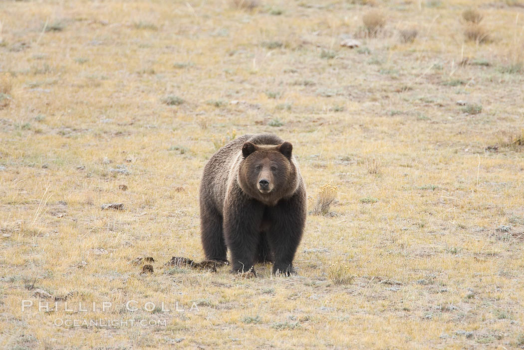 Grizzly bear, autumn, fall, brown grasses. Lamar Valley, Yellowstone National Park, Wyoming, USA, Ursus arctos horribilis, natural history stock photograph, photo id 19625