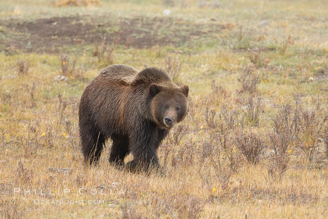 Grizzly bear, autumn, fall, brown grasses. Lamar Valley, Yellowstone National Park, Wyoming, USA, Ursus arctos horribilis, natural history stock photograph, photo id 19618