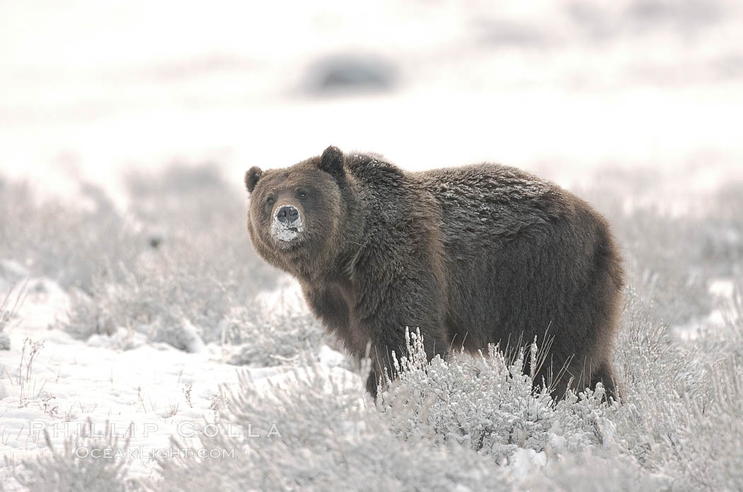 Grizzly bear in snow. Lamar Valley, Yellowstone National Park, Wyoming, USA, Ursus arctos horribilis, natural history stock photograph, photo id 19624
