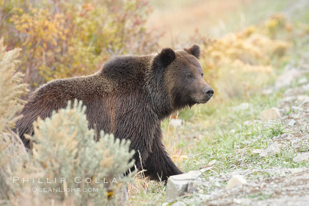 Grizzly bear peers around a sage bush. Lamar Valley, Yellowstone National Park, Wyoming, USA, Ursus arctos horribilis, natural history stock photograph, photo id 19615