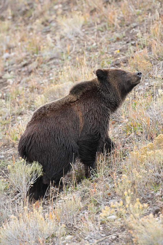 Grizzly bear, autumn, fall, brown grasses. Lamar Valley, Yellowstone National Park, Wyoming, USA, Ursus arctos horribilis, natural history stock photograph, photo id 19621
