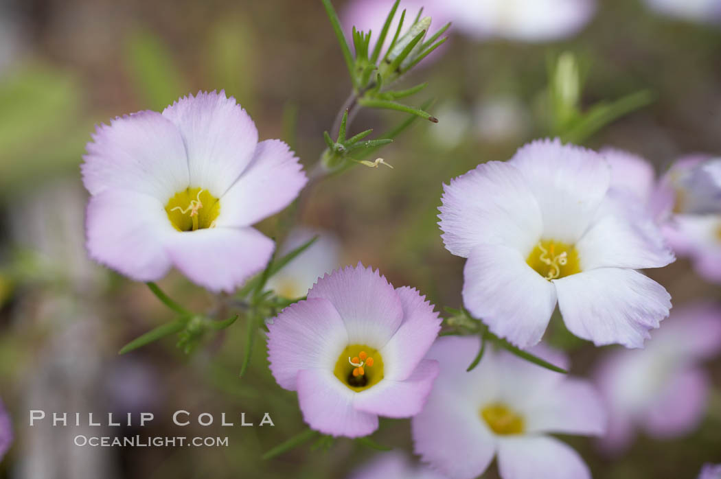Ground pink blooms in spring, Batiquitos Lagoon, Carlsbad. California, USA, Linanthus dianthiflorus, natural history stock photograph, photo id 11496