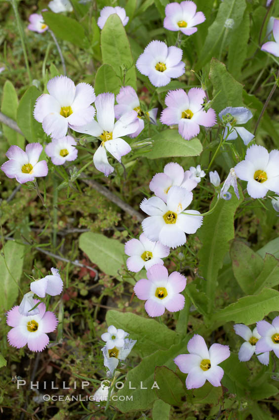 Ground pink blooms in spring, Batiquitos Lagoon, Carlsbad. California, USA, Linanthus dianthiflorus, natural history stock photograph, photo id 11487