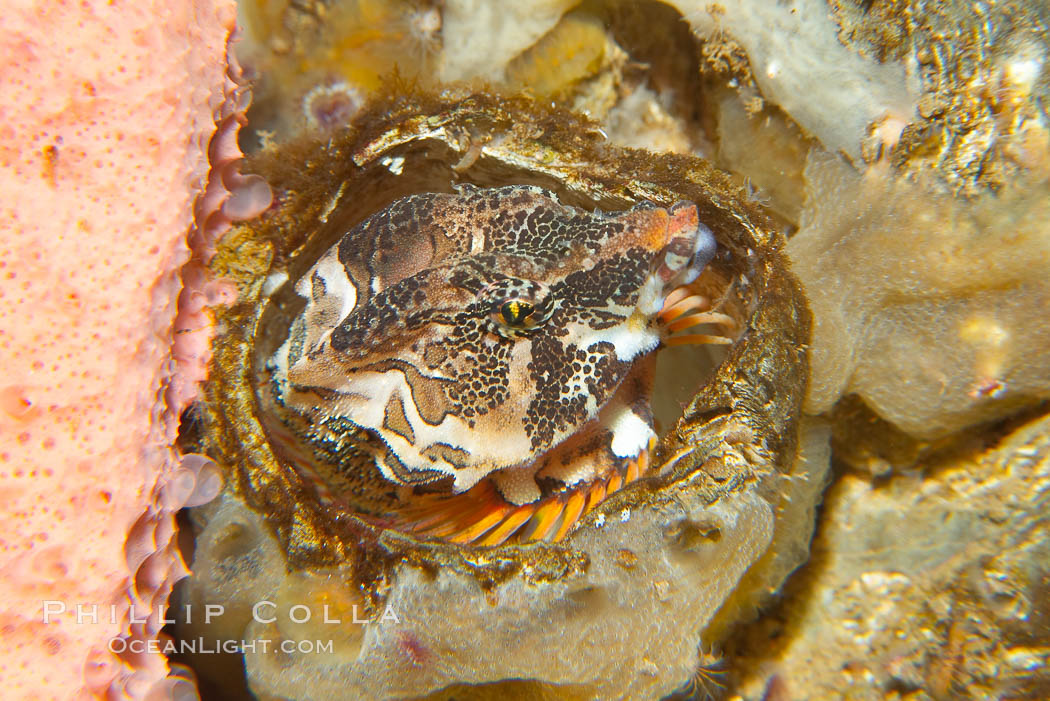 Grunt sculpin poised in a barnacle shell.  Grunt sculpin have evolved into its strange shape to fit within a giant barnacle shell perfectly, using the shell to protect its eggs and itself., Rhamphocottus richardsoni, natural history stock photograph, photo id 13726