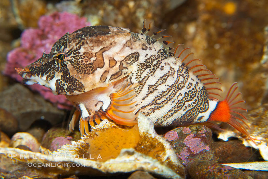Grunt sculpin.  Grunt sculpin have evolved into its strange shape to fit within a giant barnacle shell perfectly, using the shell to protect its eggs and itself., Rhamphocottus richardsoni, natural history stock photograph, photo id 13729