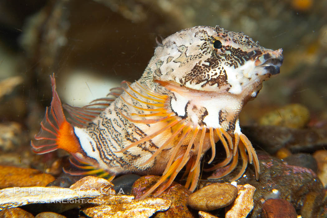 Grunt sculpin.  Grunt sculpin have evolved into its strange shape to fit within a giant barnacle shell perfectly, using the shell to protect its eggs and itself., Rhamphocottus richardsoni, natural history stock photograph, photo id 13730