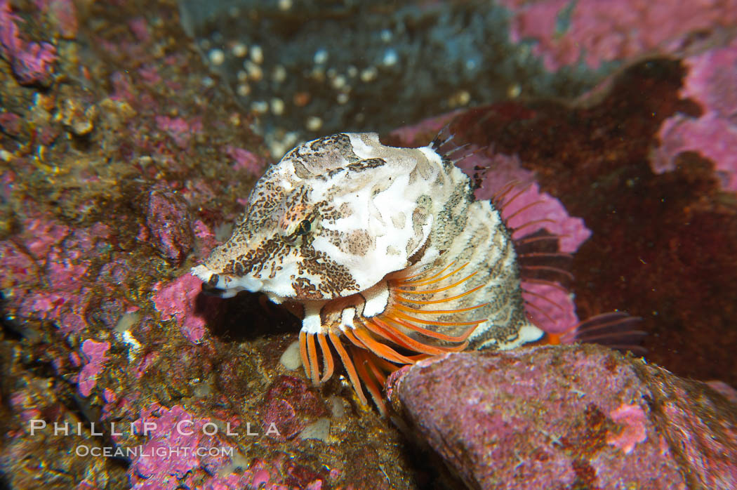 Grunt sculpin.  Grunt sculpin have evolved into its strange shape to fit within a giant barnacle shell perfectly, using the shell to protect its eggs and itself., Rhamphocottus richardsoni, natural history stock photograph, photo id 13727