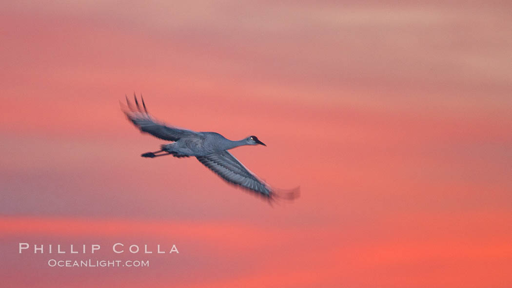 Sandhill crane in flight, sunset, Grus canadensis, Bosque Del Apache, Socorro, New Mexico