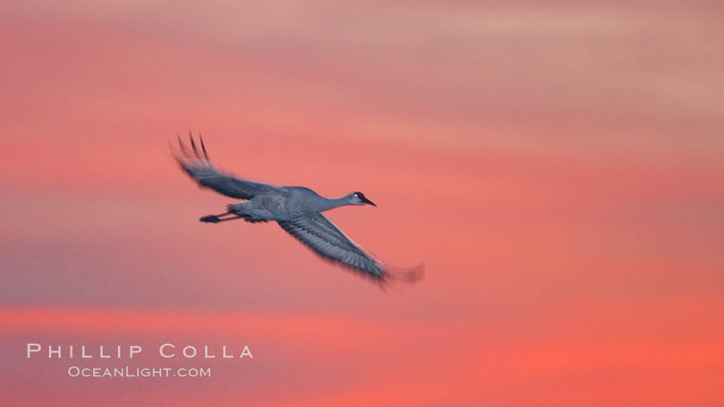 Sandhill crane in flight, sunset. Bosque Del Apache, Socorro, New Mexico, USA, Grus canadensis, natural history stock photograph, photo id 26204