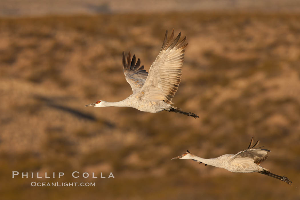 Sandhill cranes flying, sunrise. Bosque Del Apache, Socorro, New Mexico, USA, Grus canadensis, natural history stock photograph, photo id 26280