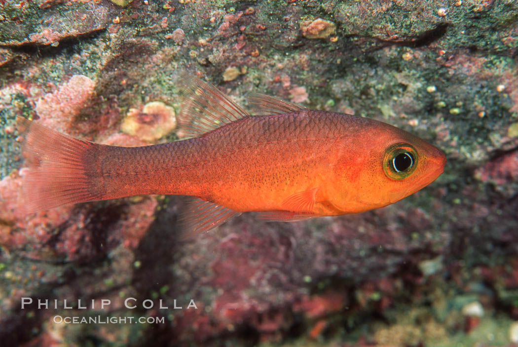 Guadalupe cardinalfish. Guadalupe Island (Isla Guadalupe), Baja California, Mexico, Apogon guadalupensis, natural history stock photograph, photo id 05066