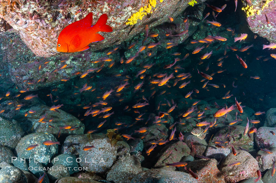 Guadalupe cardinalfish (and a lone orange garibaldi), typically schooling together in the shadow of a rock ledge. Guadalupe Island (Isla Guadalupe), Baja California, Mexico, Apogon guadalupensis, natural history stock photograph, photo id 09586