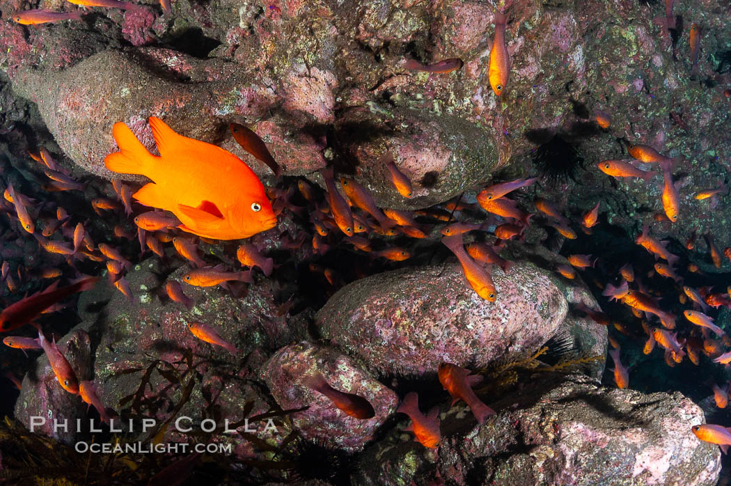 Guadalupe cardinalfish (and a lone orange garibaldi), typically schooling together in the shadow of a rock ledge. Guadalupe Island (Isla Guadalupe), Baja California, Mexico, Apogon guadalupensis, natural history stock photograph, photo id 09588