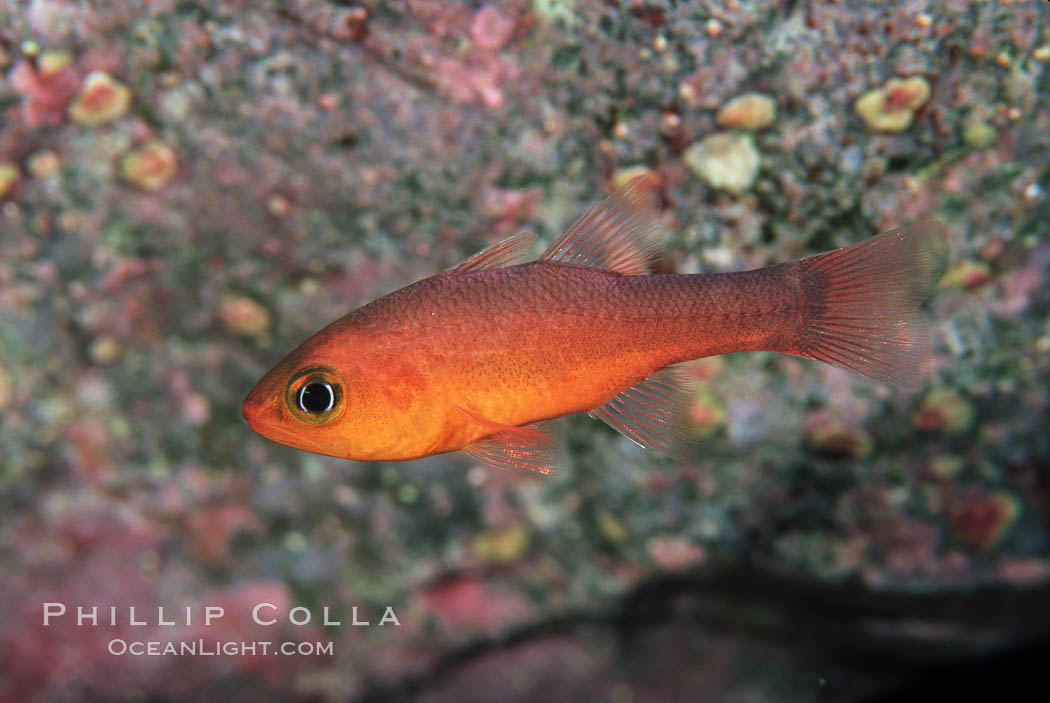 Guadalupe cardinalfish. Guadalupe Island (Isla Guadalupe), Baja California, Mexico, Apogon guadalupensis, natural history stock photograph, photo id 07051