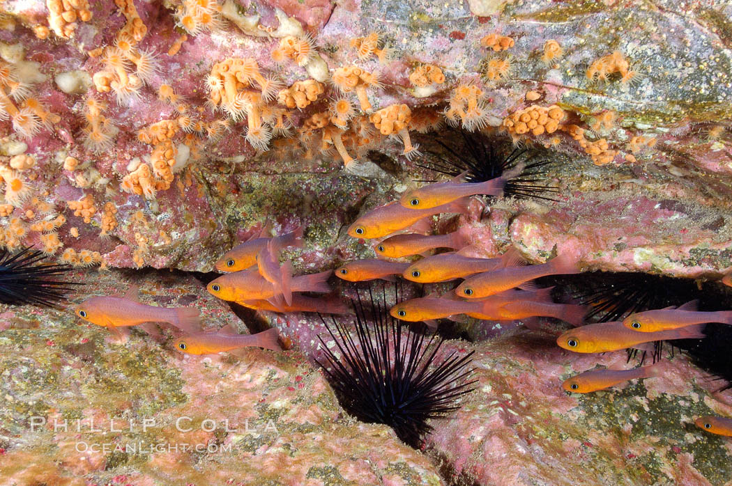 Guadalupe cardinalfish, typically schooling together in the shadow of a rock ledge. Guadalupe Island (Isla Guadalupe), Baja California, Mexico, Apogon guadalupensis, natural history stock photograph, photo id 09585